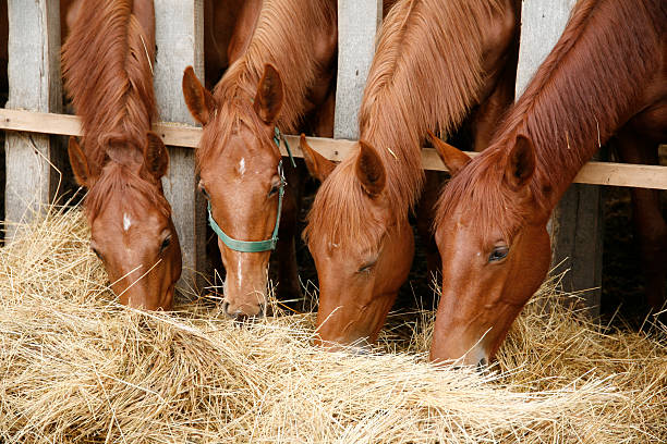 istock Young purebred foals sharing hay on horse farm 492601716