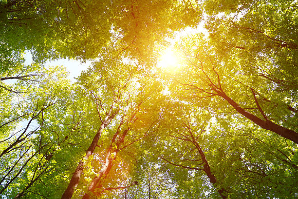 istock Sunbeam in the treetops 492601799