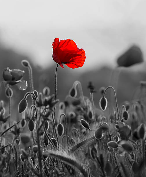 レッドのポピー - poppy field red flower ストックフォトと画像