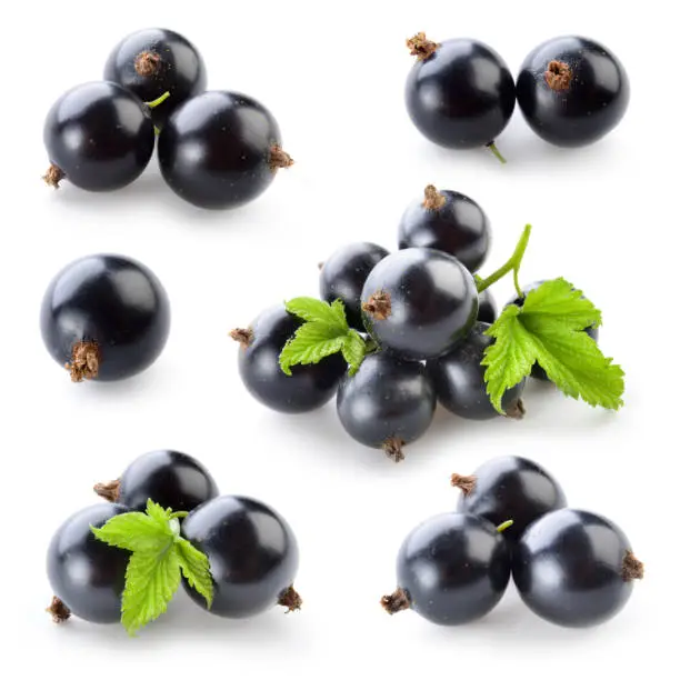 Photo of Black currant isolated on white. Collection