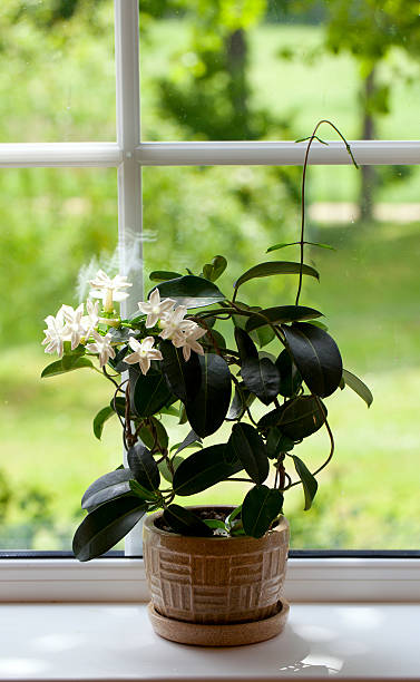 istock jasmine room plant on windowsill 492602055