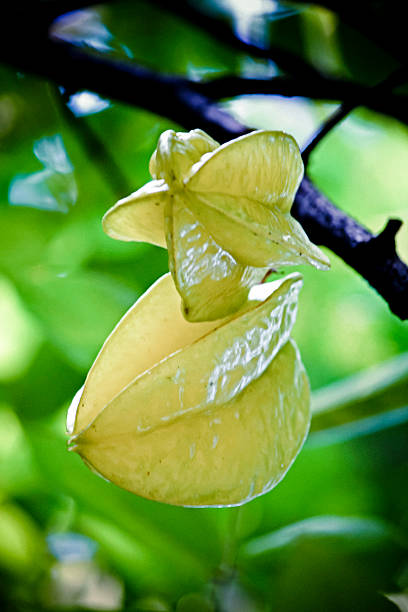 Star fruit, Carambola, Averrhoa carambola Star fruit, Carambola, Averrhoa carambola, Miao, Arunachal Pradesh, India starfruit stock pictures, royalty-free photos & images