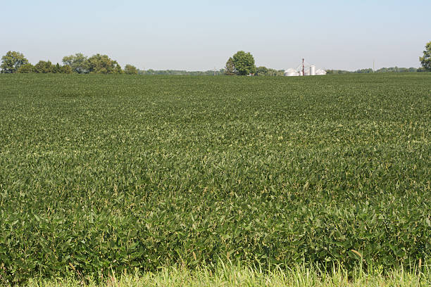 istock Soybean Cultivation in Maryland 492602294