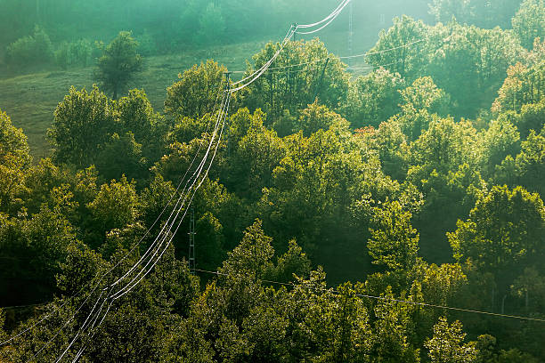 Natural Disaster - Wires and Morning at forest