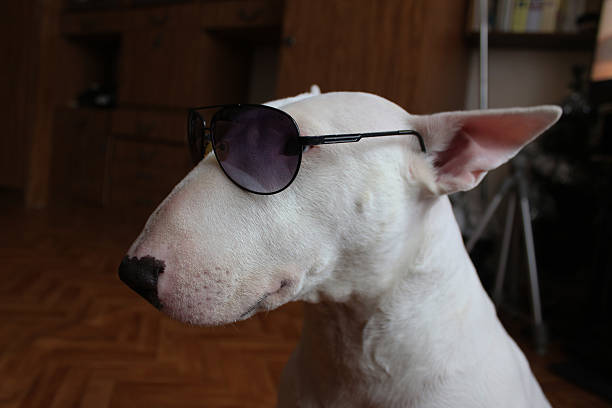 istock White English bull Terrier in sunglasses 492602644
