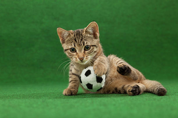 successful cat goal keeper stock photo