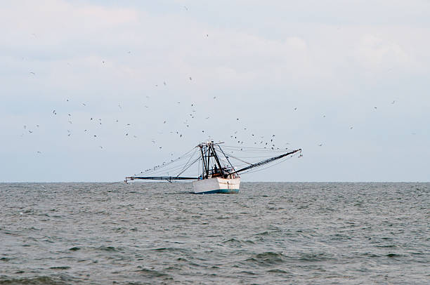istock Shrimp boat preparing for a low country boil 492605036