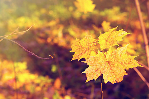 осенний фон leafes - autumn light leafes color image стоковые фото и изображения