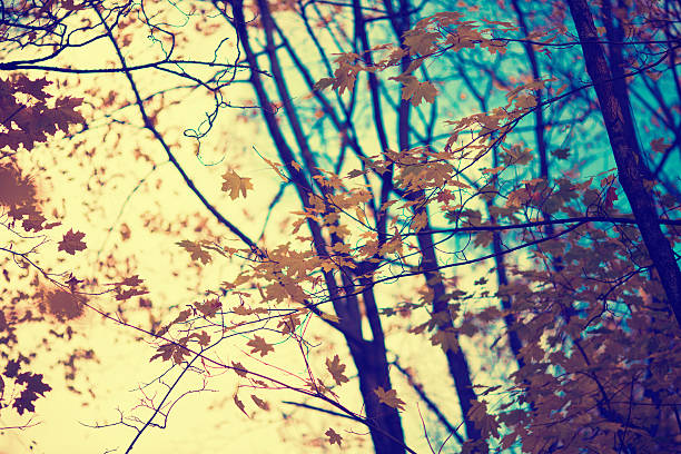 осенний фон leafes в лесу - autumn light leafes color image стоковые фото и изображения