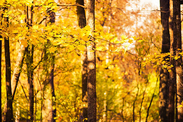 осенний фон leafes в лесу - autumn light leafes color image стоковые фото и изображения