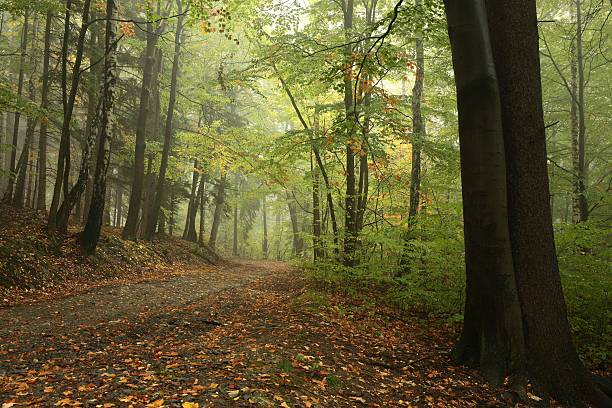 istock Forest path at the beginning of autumn 492607474