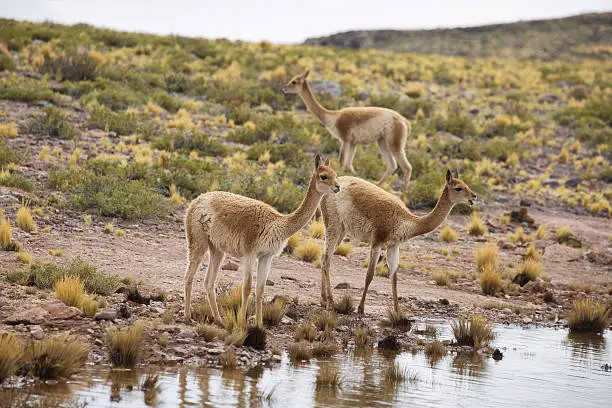 Vicunas  drinking water in the meadows of Atacama region, Chile