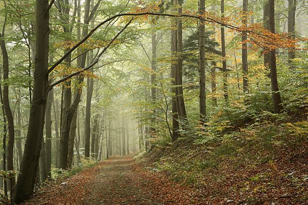 istock Autumn forest in the fog 492607706