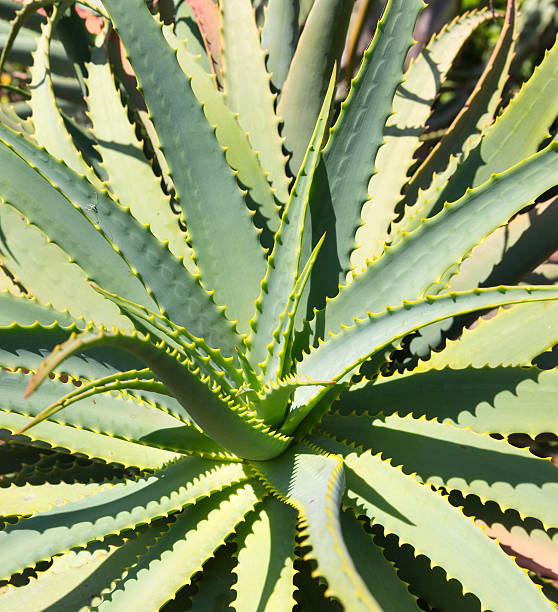 istock Aloe in the garden 492609972