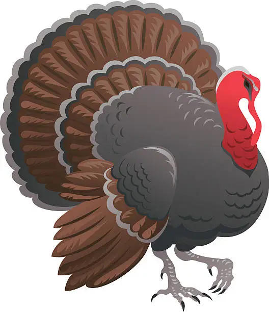 Vector illustration of Turkey