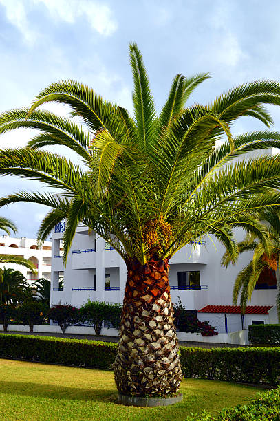 istock Sago Palm Latin name Cycas revoluta 492617452