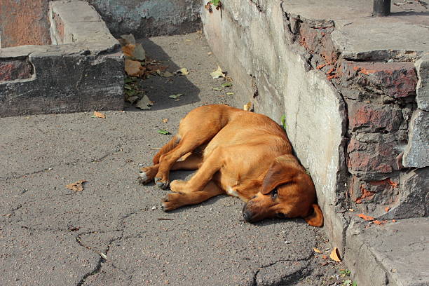istock vacation dogs 492618386