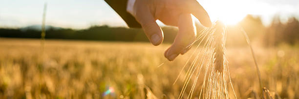empresário ou ambientalista atingindo para baixo com o dedo ge - wheat freedom abundance human hand imagens e fotografias de stock