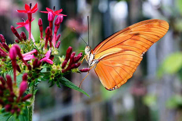 mariposa dryas julia en una flor - capulet fotografías e imágenes de stock