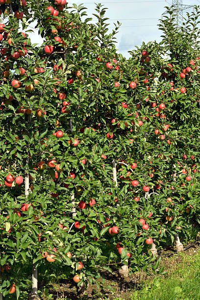 istock Apple plantation in South Tyrol - Italy 492619872