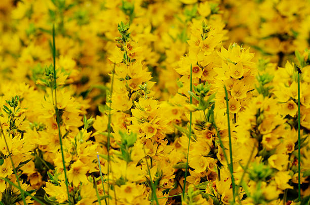 istock yellow flowers in the sunlight 492619928