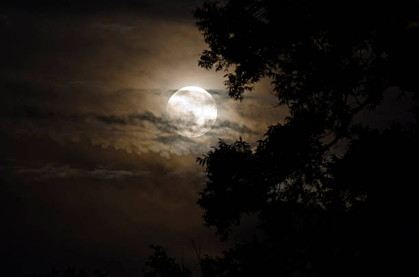 Full Moon with Silhouetted Tree stock photo