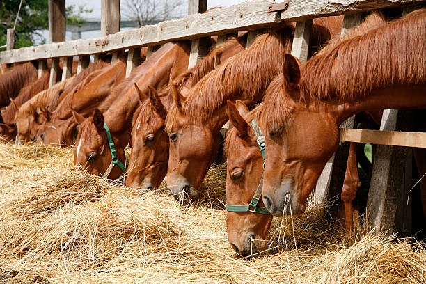 istock Thoroughbred horses in the paddock eating dry grass 492622064