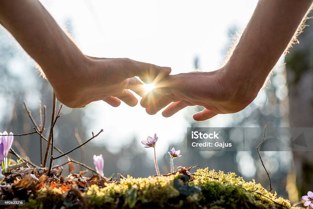 Hand Covering Flowers at the Garden with Sunlight Close up Bare Hand of a Man Covering Small Flowers at the Garden with Sunlight Between Fingers. Recovery Stock Photo