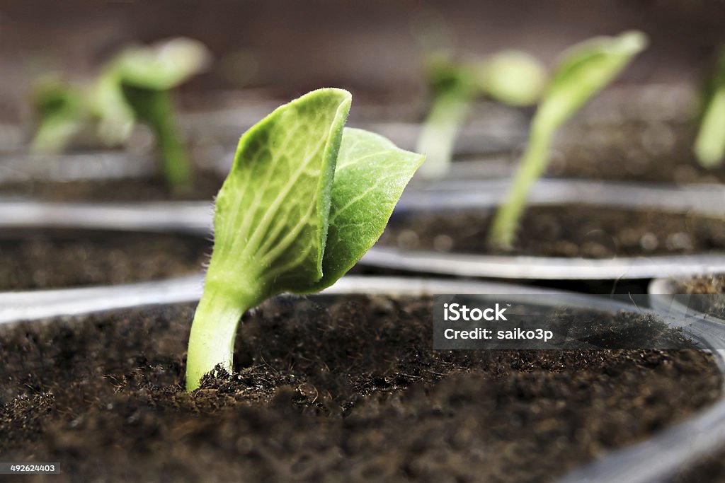 Green sprouts Fresh green pumpkin sprouts in the pots Agriculture Stock Photo