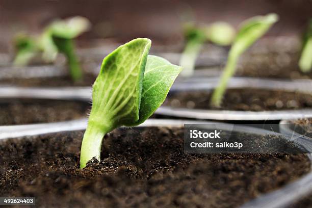 Green Sprouts Stock Photo - Download Image Now - Agriculture, Backgrounds, Botany