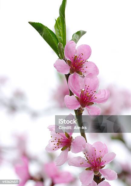 ピンクの花 - ピンク色のストックフォトや画像を多数ご用意 - ピンク色, 人物なし, 写真