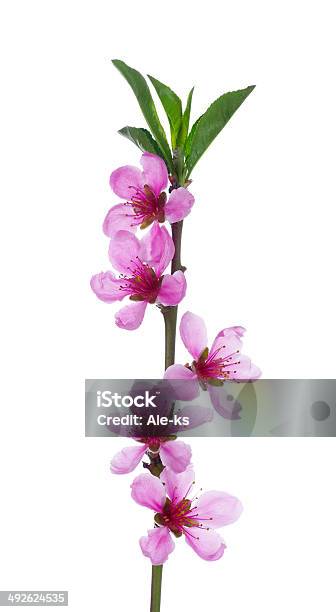 Rosa Flores Foto de stock y más banco de imágenes de Cabeza de flor - Cabeza de flor, Fotografía - Imágenes, Frescura