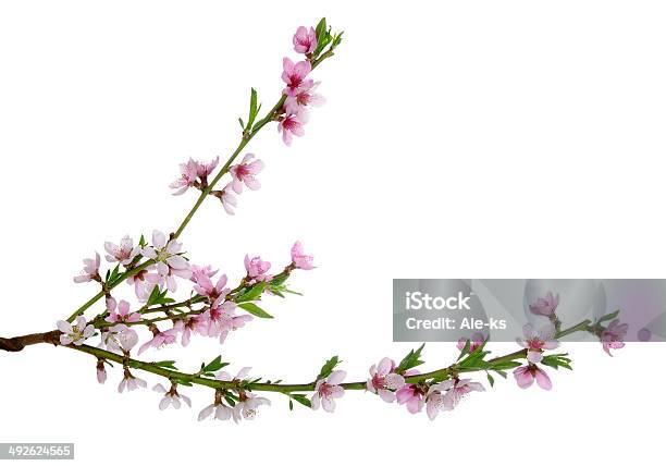 Rosa Flores Foto de stock y más banco de imágenes de Cabeza de flor - Cabeza de flor, Fotografía - Imágenes, Frescura