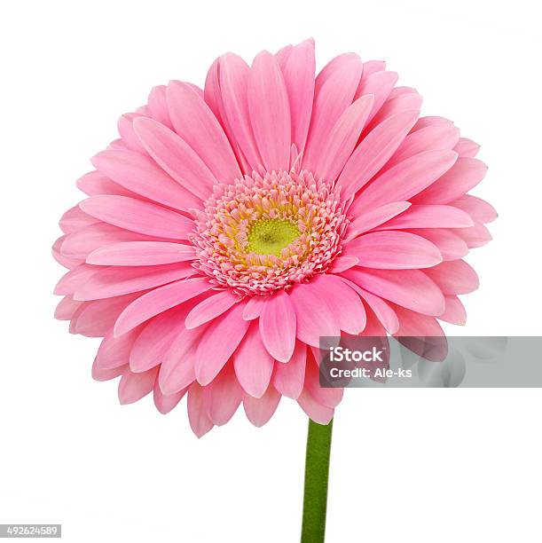 핑크 Gerbera 0명에 대한 스톡 사진 및 기타 이미지 - 0명, 거베라데이지, 꽃잎