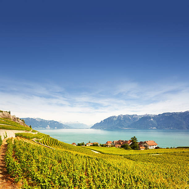 istock Vineyards at Geneva lake 492624650