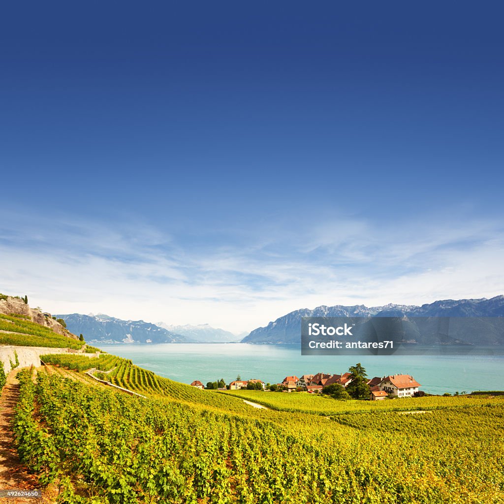 Vineyards at Geneva lake Vineyards at Geneva lake in Lavaux area, Switzerland Summer Stock Photo