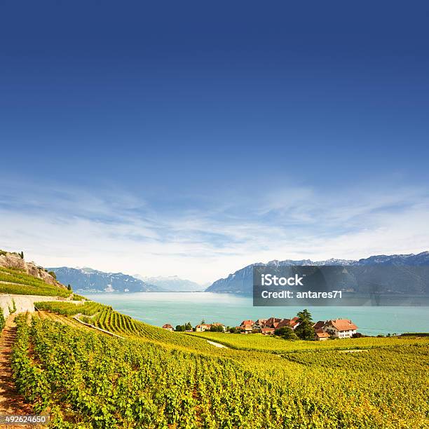 Vineyards At Geneva Lake Stock Photo - Download Image Now - Summer, Wine, Geneva - Switzerland