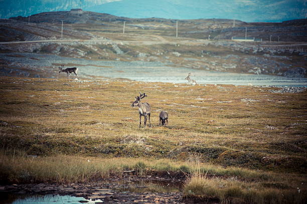 istock norway landscape with elk 2 492624674