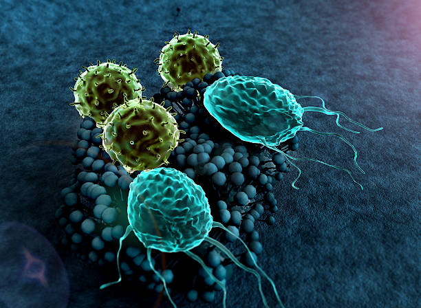 t-lymphocytes, moulage - cell cancer cell bacterium human cell photos et images de collection