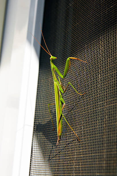 istock Praying Mantis insect in nature. Mantis religiosa. 492624758