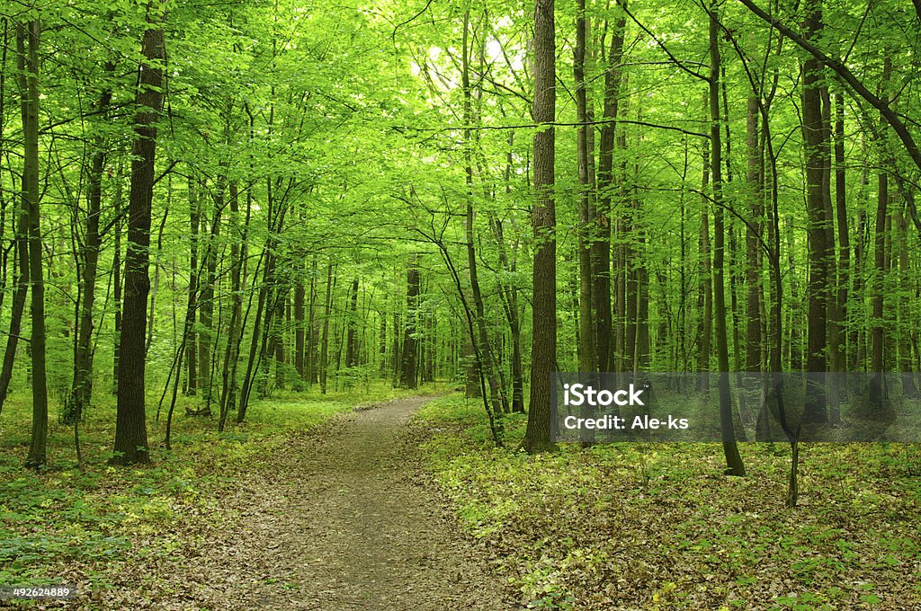 forêt verte - Photo de Arbre libre de droits