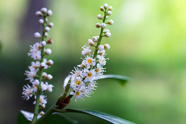 Close-up at eye level of the blossoming cherry laurel. Two flower panicles with the delicate white/yellow flowers. At the end of the panicle are still closed small buds.