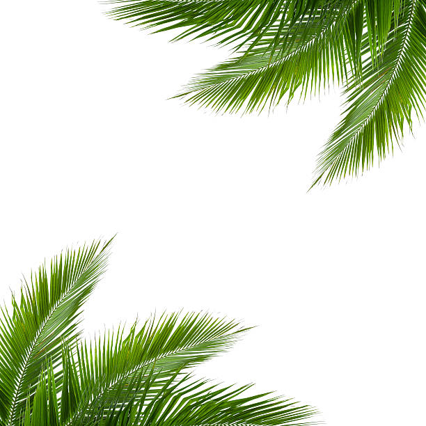 istock leaves of coconut tree isolated on white background 492625105