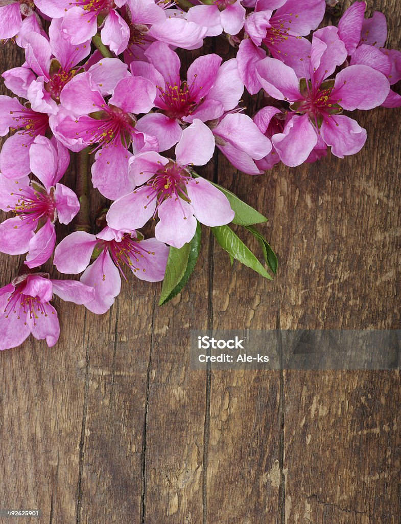 Flores de primavera - Foto de stock de Boscaje libre de derechos