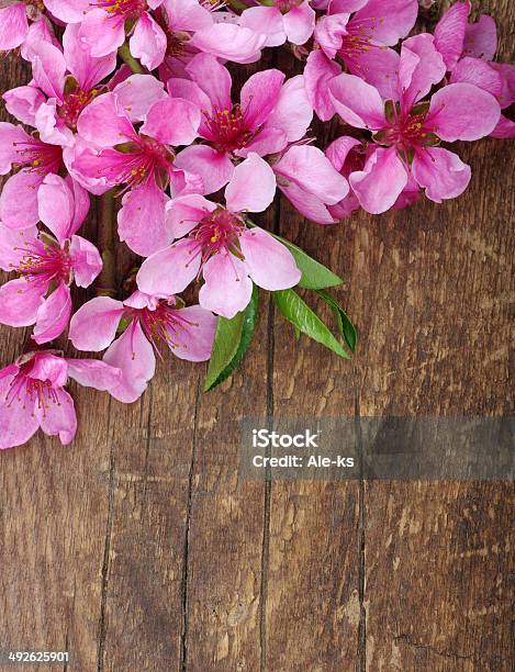 Flores De Primavera Foto de stock y más banco de imágenes de Boscaje - Boscaje, Cabeza de flor, Fondos
