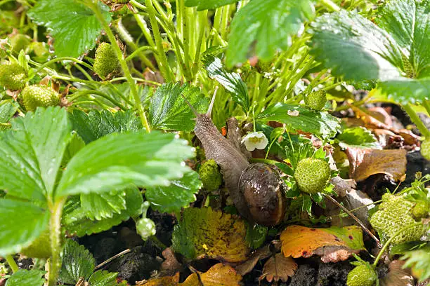 Photo of Snail (Helix pomatia) against  strawberry leaf after  rain