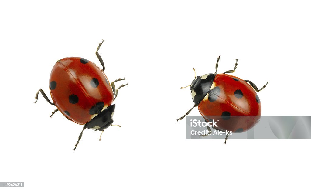 coccinelle - Photo de Biologie libre de droits