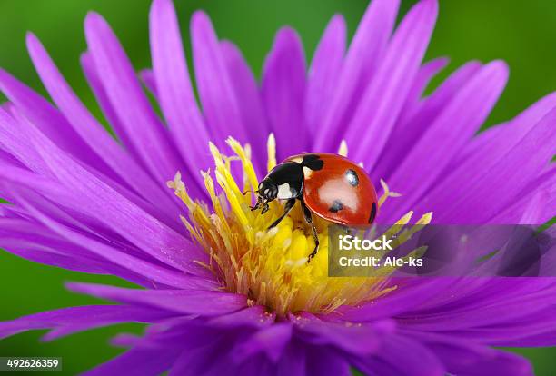 Joaninha E Flor - Fotografias de stock e mais imagens de Amarelo - Amarelo, Azul, Escaravelho