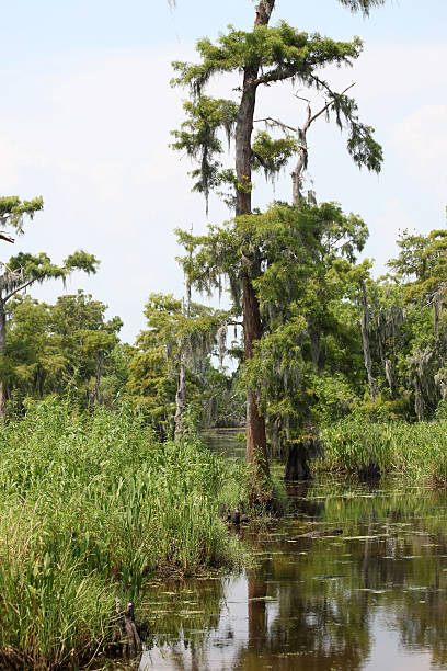 istock bayou in Louisiana 492626381