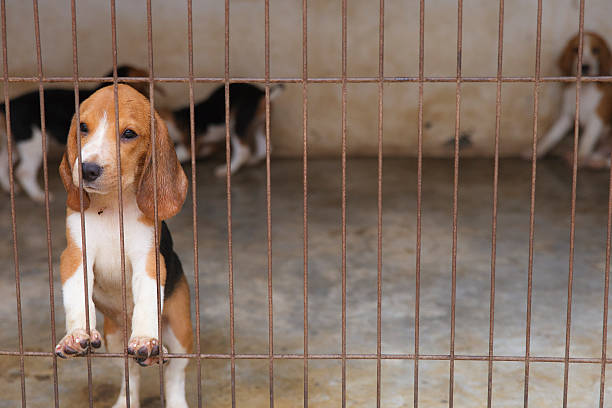 istock Little Beagle dog in the cage 492626435